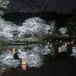 佐賀県武雄市 御船山楽園 花まつりの桜 夜桜ライトアップ
