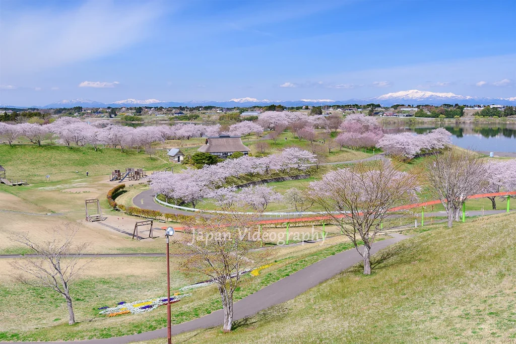 宮城県 長沼フートピア公園の桜と栗駒山の絶景