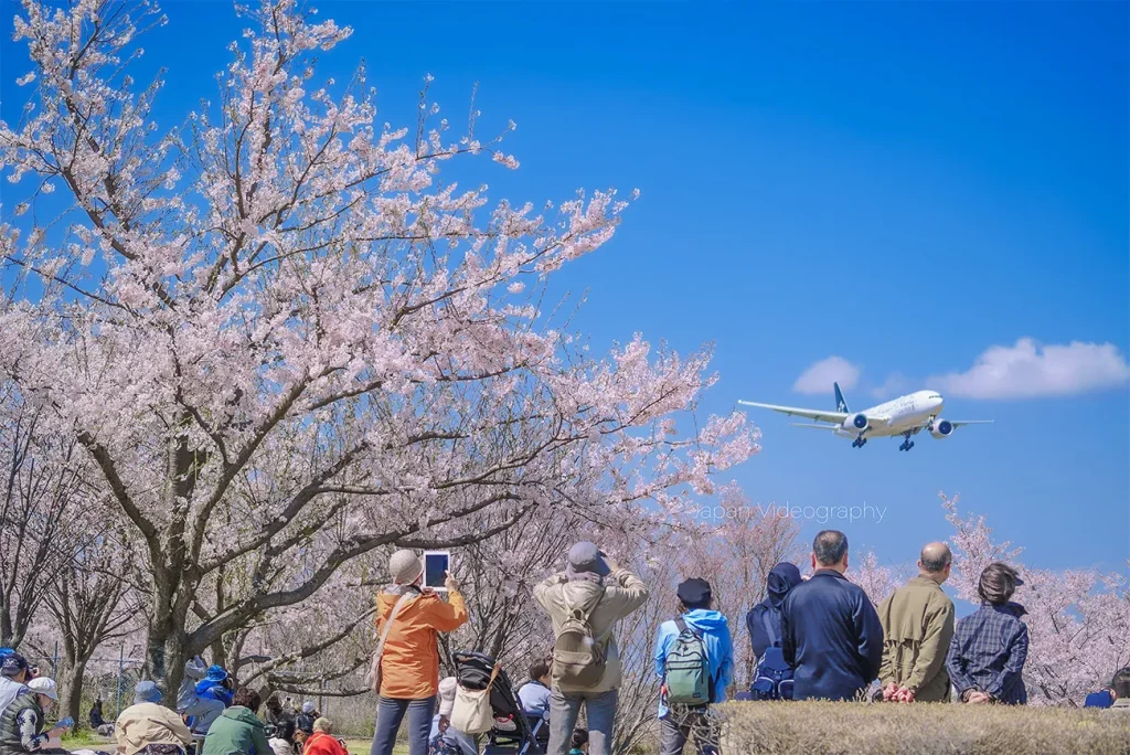 千葉県成田市 さくらの山公園の桜と飛行機