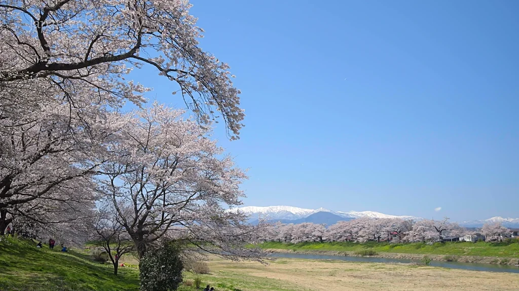 白石川堤一目千本桜と蔵王山