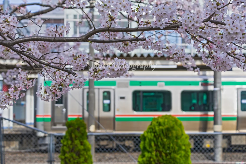 サッポロビール仙台工場 JR東北本線の電車と桜の風景