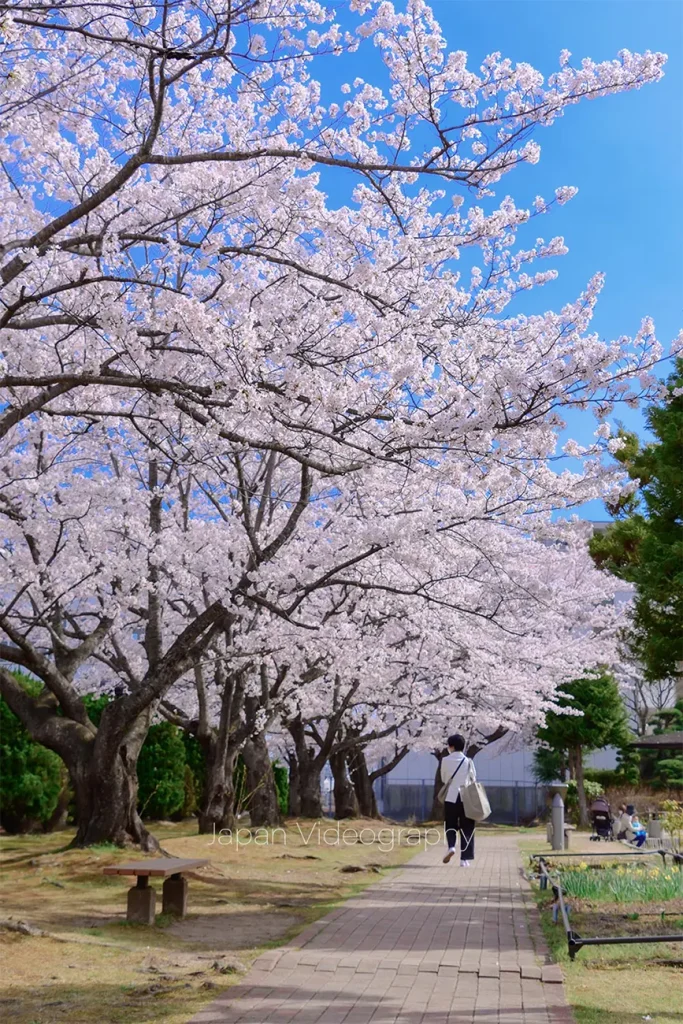 サッポロビール仙台工場ビオトープ園に咲く美しい桜