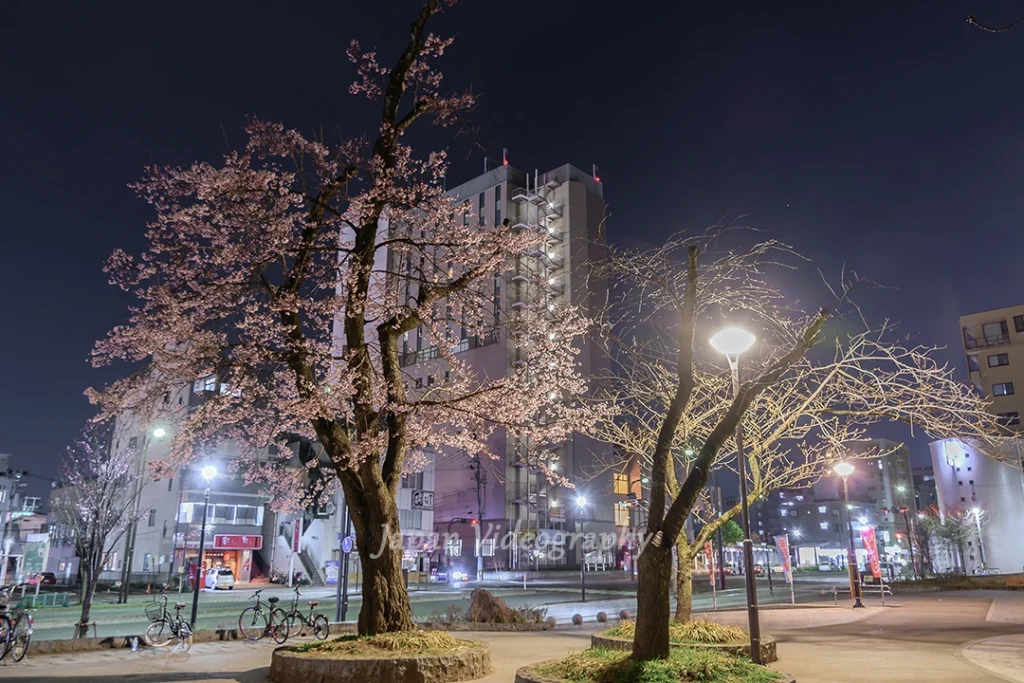 宮城県仙台市のお花見スポット 榴岡公園の夜桜とビル