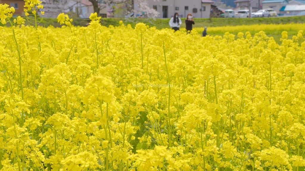 宮城県　川渡温泉の菜の花フェスティバル