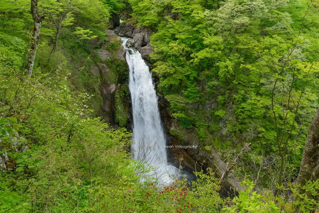宮城県仙台市 新緑が美しい秋保大滝の風景