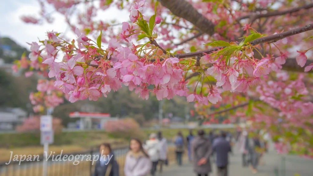 早咲きの桜が咲くお花見の名所-伊豆の河津桜まつり