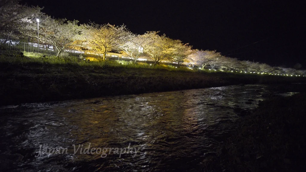 河津桜まつり-幻想的な光が魅了する河津桜ライトアップ