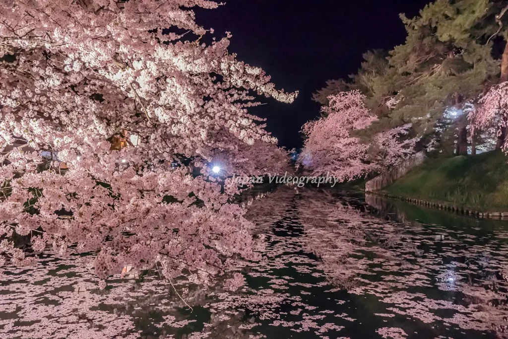 お花見スポット 弘前城 弘前公園の外濠 夜桜ライトアップ