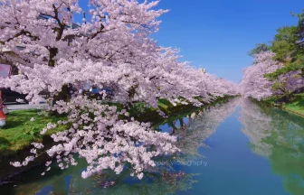 青森県弘前市 弘前公園の桜