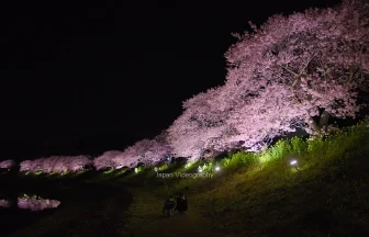 みなみの桜と菜の花まつり 夜桜ライトアップ