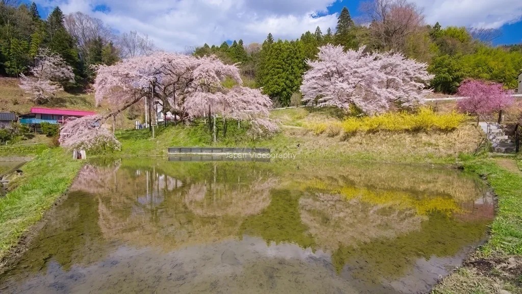 福島県二本松市 中島の地蔵桜
