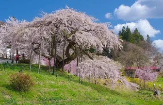 福島県二本松市 中島の地蔵桜