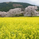 宮城県大崎市 川渡温泉の菜の花と桜