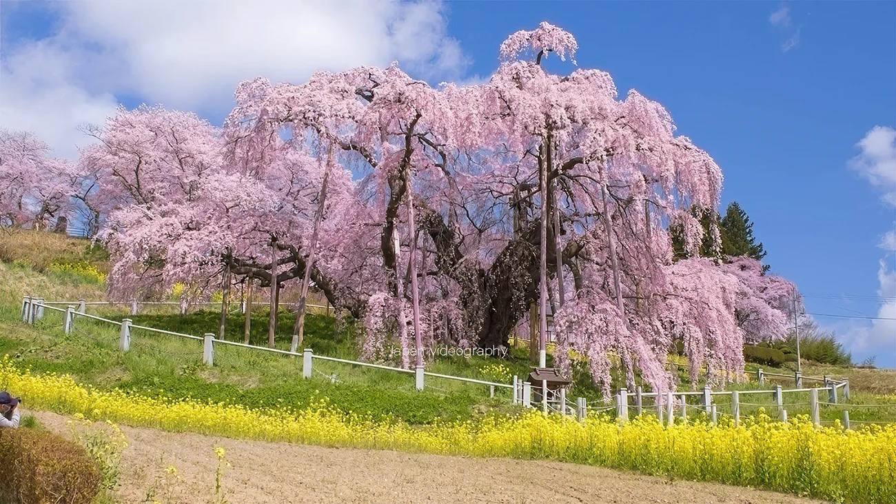 日本三大桜 三春滝桜は2024年4月7日から観桜期間のため有料に！ | 福島県