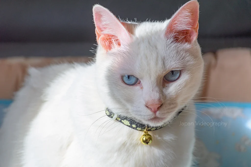 白猫の顔の写真 猫の聴覚