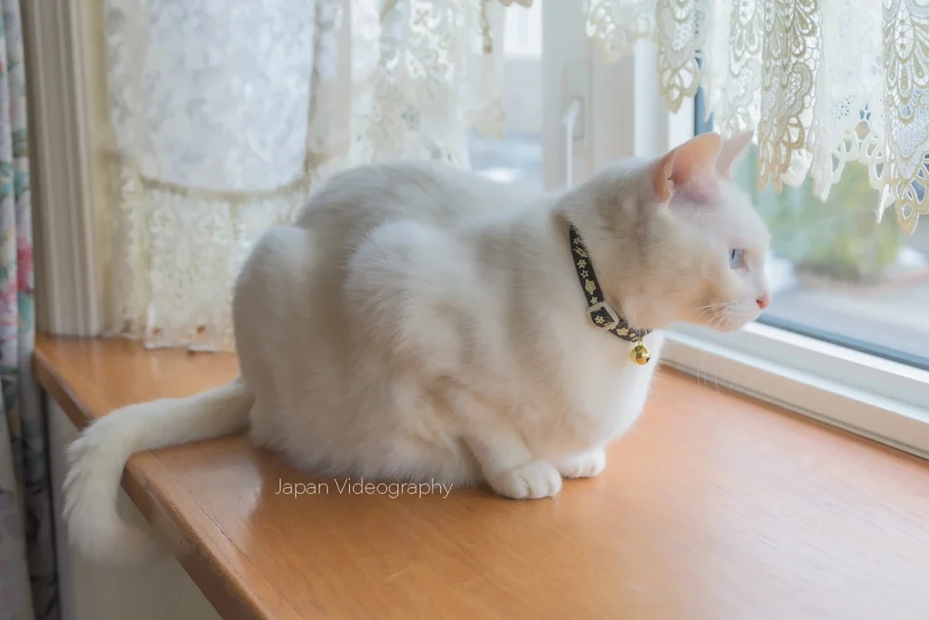 地震後に元気が無くなった白猫の写真