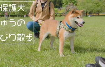 元保護犬りゅうののんびり散歩ウェブサイトのトップページ写真