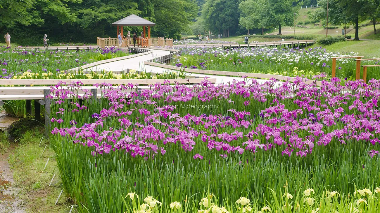 2023年6月12日から、しらさぎ森林公園で花菖蒲まつりを開催！ | 新潟県三条市