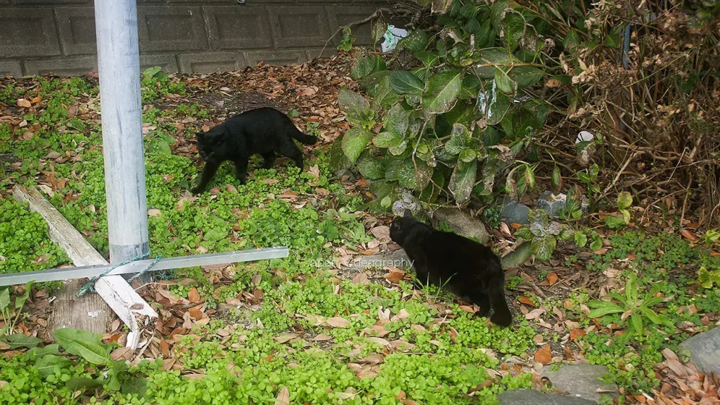 田代島の仁斗田港にいる黒猫