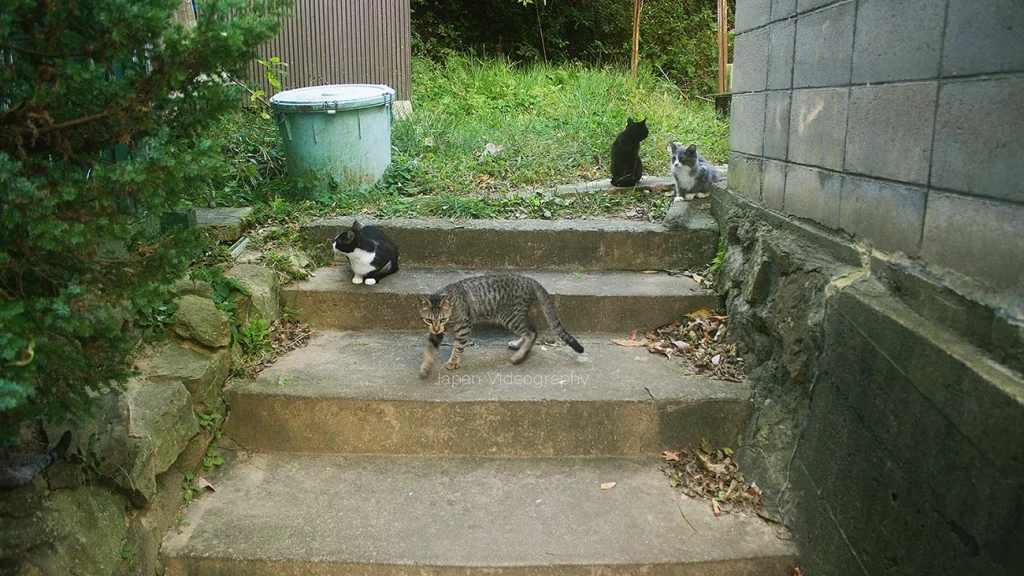 田代島の民家に住む猫