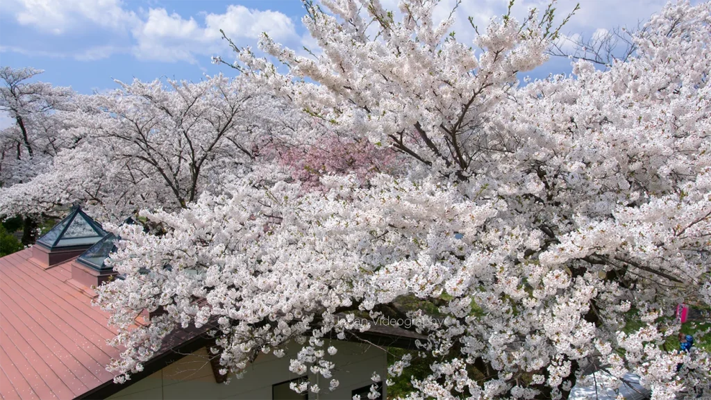 桜の花のヒストグラム