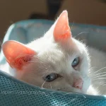 2023年2月22日 猫の日 白猫のおもしろ可愛いねこ動画