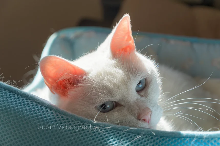 2023年2月22日 猫の日 白猫のおもしろ可愛いねこ動画