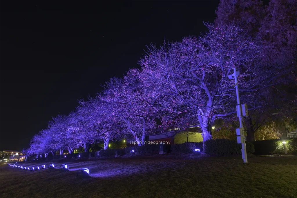 富山県富山市 富岩運河環水公園スイートイルミネーション 桜の木のライトアップ