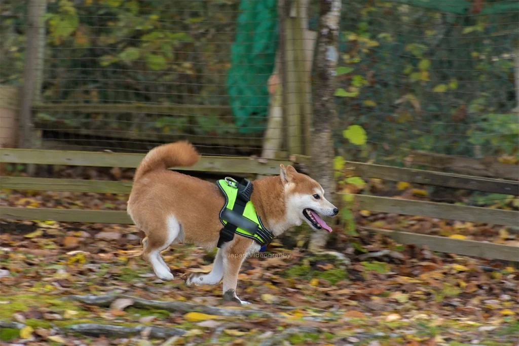里山ドッグランサムで走り回る柴犬