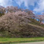 秋田県大仙市 余目公園の桜