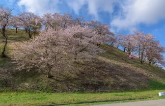 秋田県大仙市 余目公園の桜