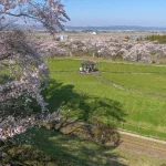宮城県大崎市 松山城跡 御本丸公園の展望台から眺める桜