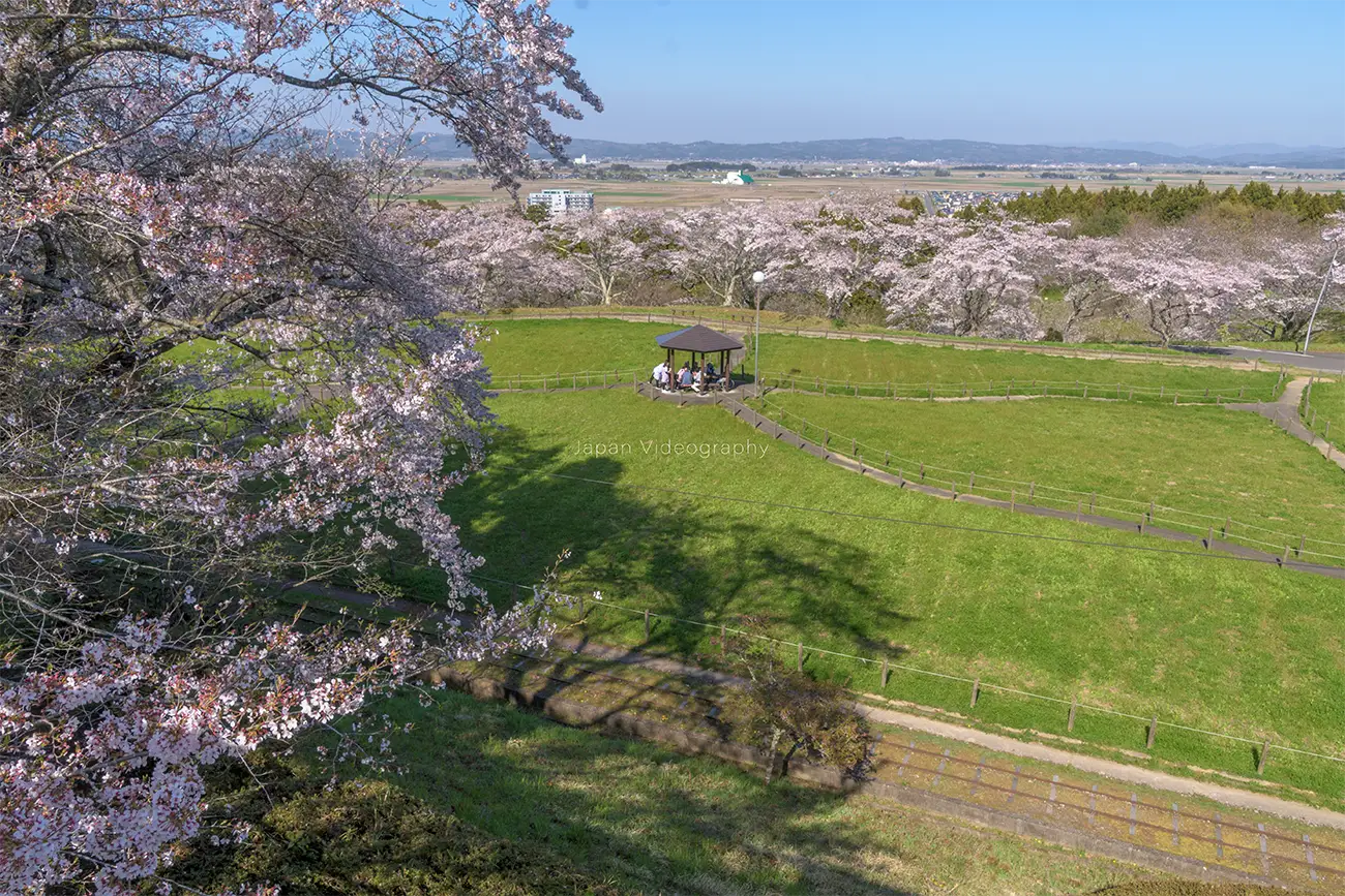 宮城県大崎市 松山城跡 御本丸公園の展望台から眺める桜