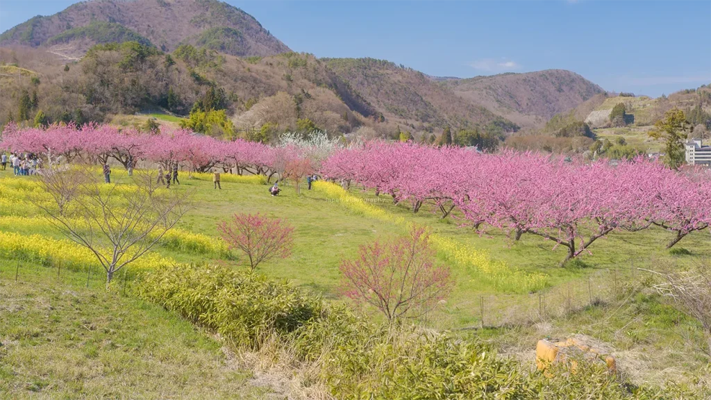 福島県福島市 飯坂温泉 花ももの里全体の風景
