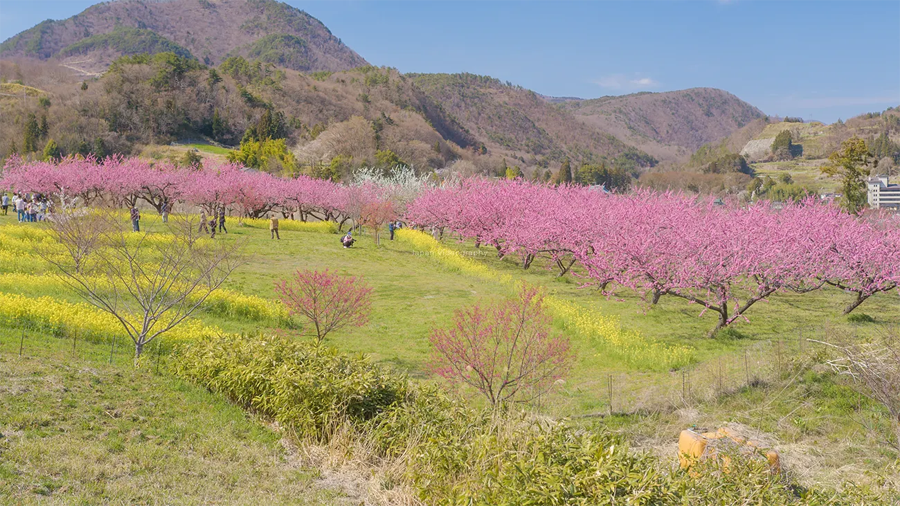 福島県福島市 飯坂温泉 花ももの里全体の風景