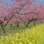 福島県福島市 飯坂温泉 花ももの里の風景と菜の花