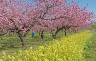 福島県福島市 飯坂温泉 花ももの里の風景と菜の花