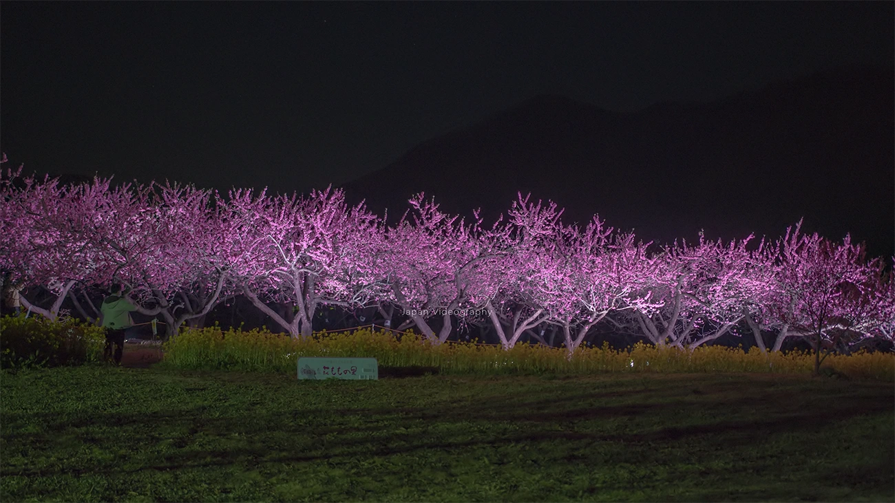 福島県福島市 花もものライトアップ