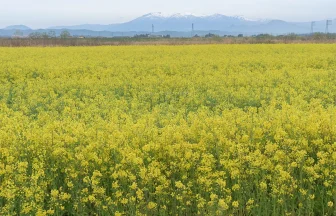 宮城県角田市 蔵王連峰を背景に咲くかくだの菜の花畑