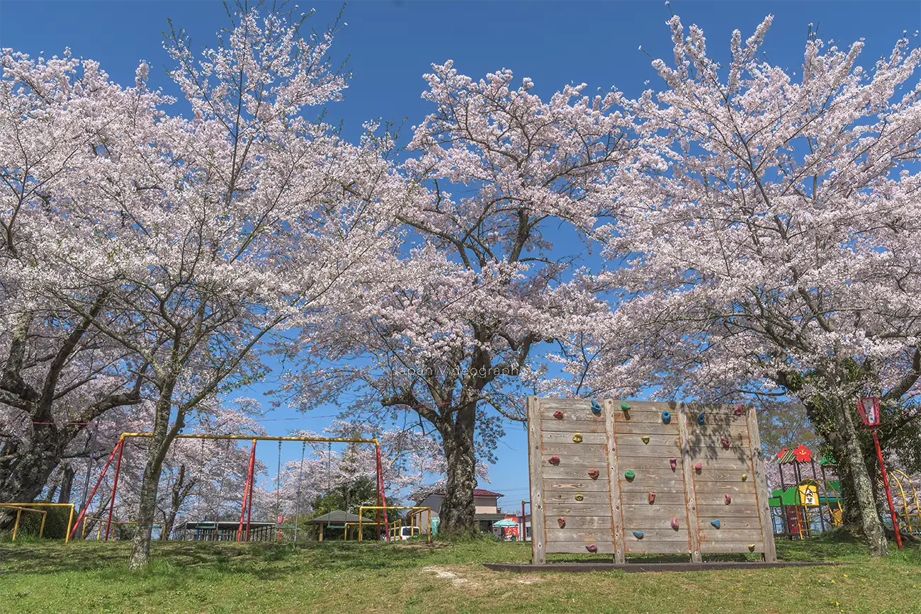 宮城県美里町 小牛田公園の遊具と桜
