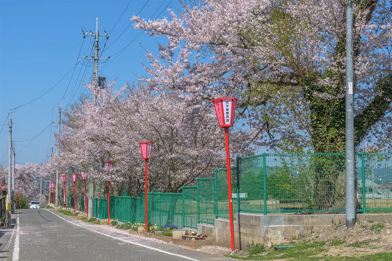 宮城県美里町 素山野球場の桜