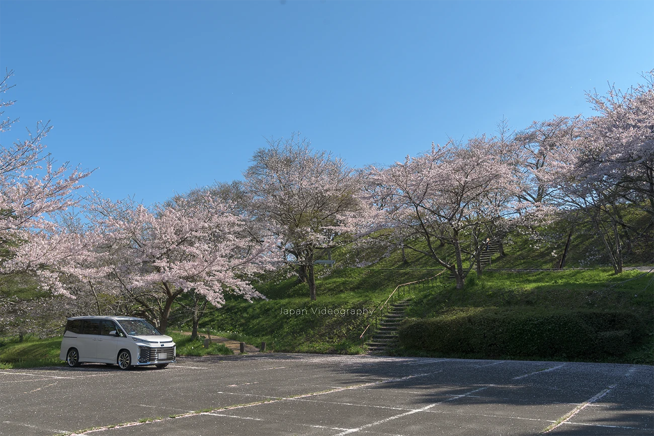 宮城県大崎市 松山城跡 ご本丸公園の桜と駐車場