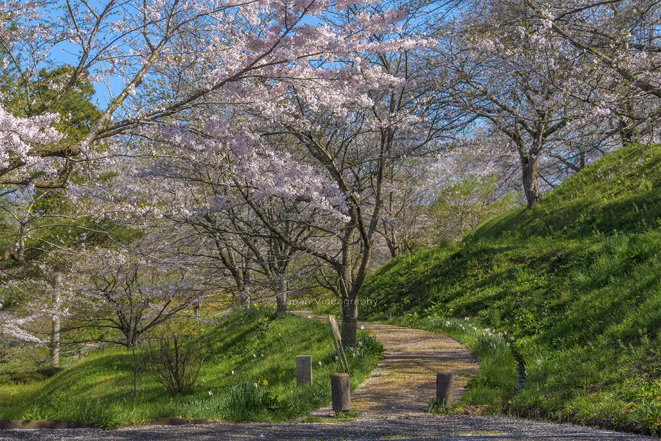 宮城県大崎市 松山城跡 御本丸公園の桜と駐車場から続く遊歩道