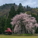 秋田県湯沢市 おしら様の枝垂れ桜