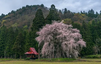 秋田県湯沢市 おしら様の枝垂れ桜