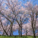 お花見の名所 利府城跡 館山公園に咲く満開の桜 | 宮城県利府町
