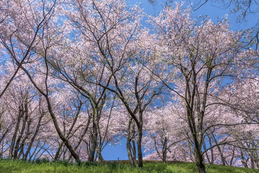 お花見の名所 利府城跡 館山公園に咲く満開の桜 | 宮城県利府町