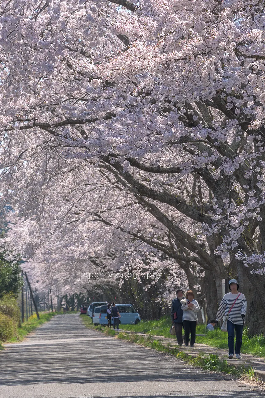 宮城県松島町 高城川の桜並木で散歩を楽しむ人
