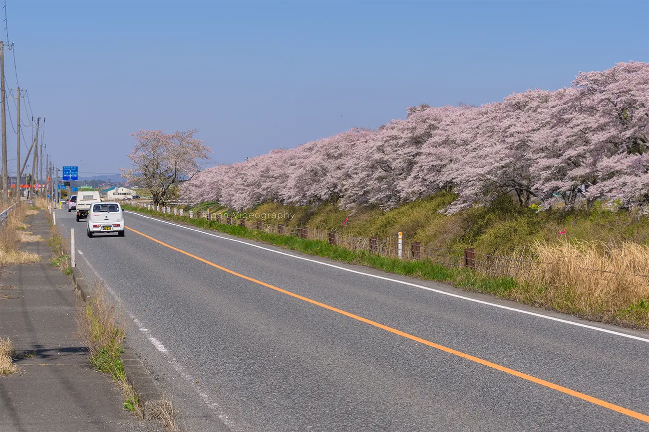 宮城県松島町 国道346号線から眺める高城川の桜並木