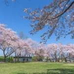 お花見スポット！牛飼水辺公園の桜と江合川沿いの桜並木 | 宮城県美里町